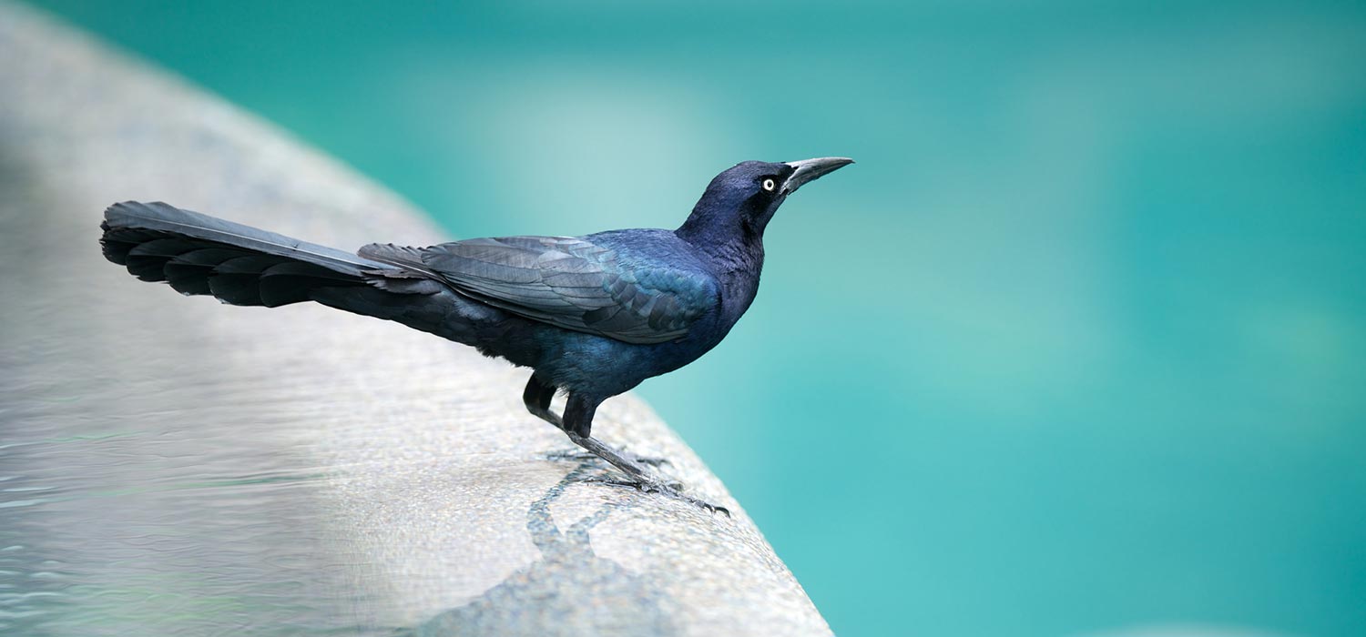 Environment and Wildlife